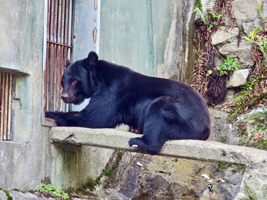 Bear Prevention in Japan
